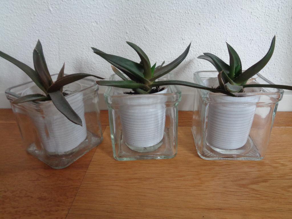ALWORTHIA BLACK GEM vetplant in glazen potje, Ophalen of Verzenden, In pot, Halfschaduw, Minder dan 100 cm