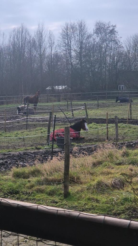 Verzorger of Verzorgster gezocht!, Ophalen of Verzenden, Nieuw