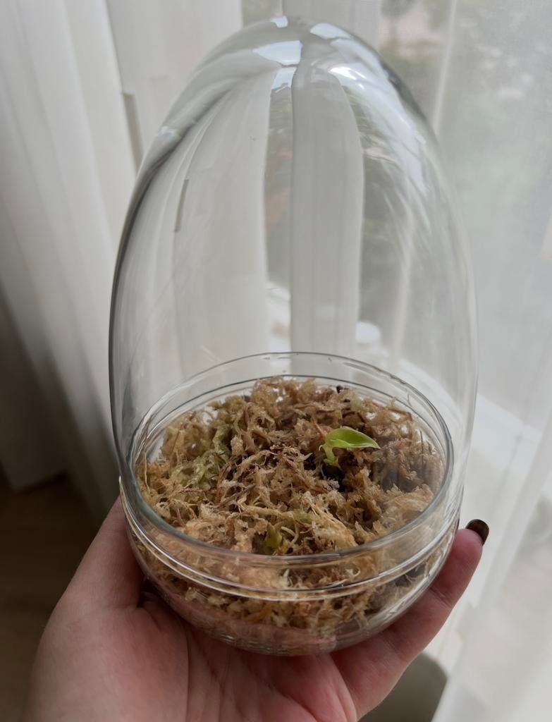 Glazen eieren terrarium - 19 stuks - decoratie, stekjes, Ophalen, Gebruikt, Overige kleuren, Glas