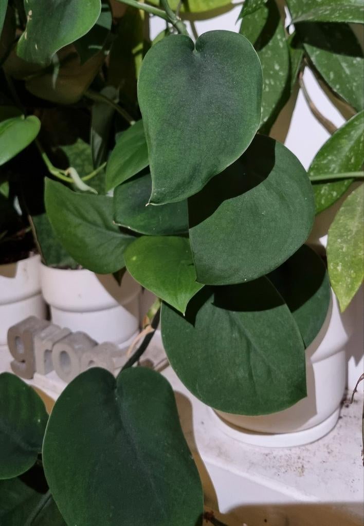 scindapsus jade satin stek, Ophalen of Verzenden, Halfschaduw, Minder dan 100 cm