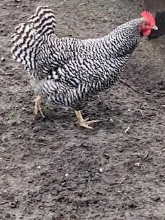 Kruising Amrock x groenlegger, mooie grote broedeieren, Dieren en Toebehoren, Geslacht onbekend, Kip