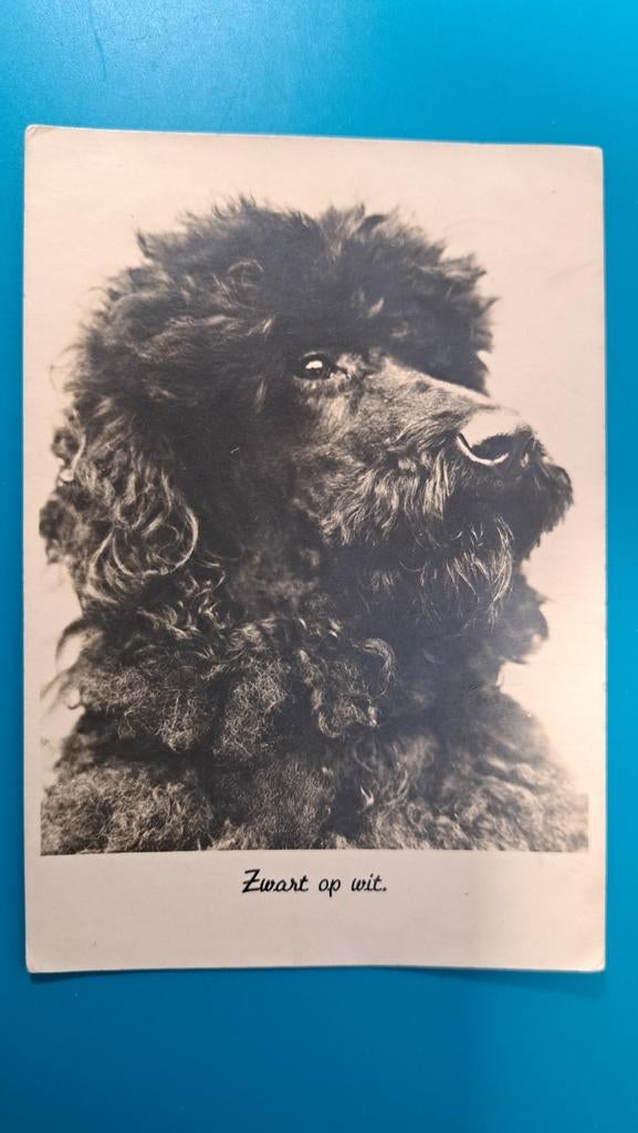 Poedel hond 1942, Ophalen of Verzenden, 1940 tot 1960, Gelopen, Hond of Kat