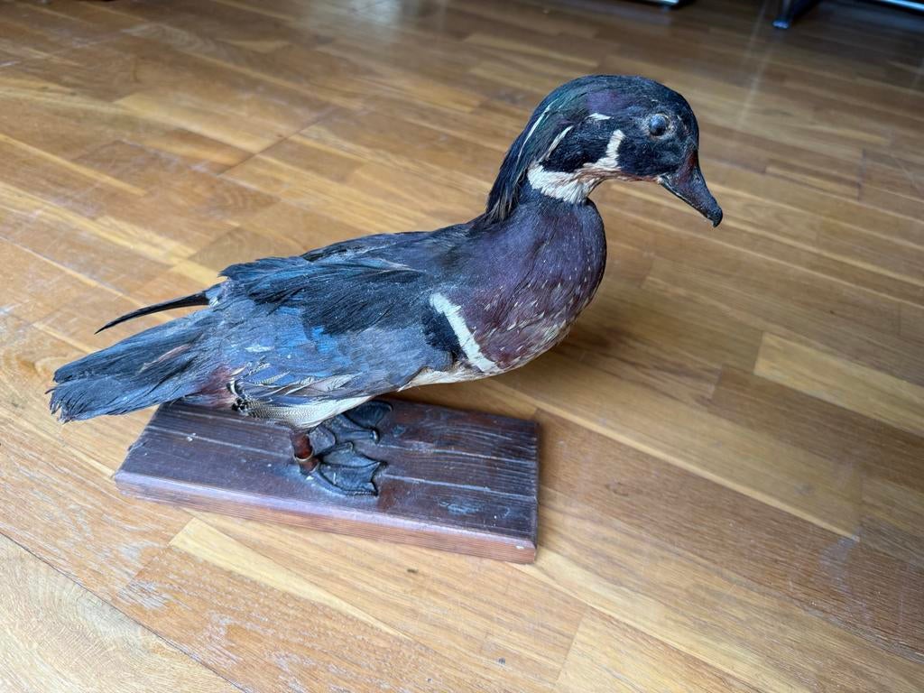 Opgezette Harlekijneend, Verzamelen, Dierenverzamelingen, Ophalen