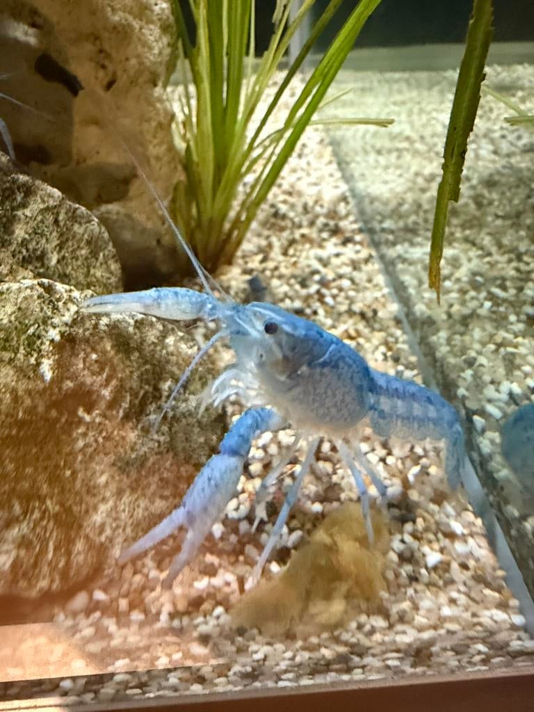 Blauwe Florida Kreeft (Procambarus alleni) vanaf €2,-, Dieren en Toebehoren, Vissen | Aquariumvissen, Zoetwatervis, Kreeft, Krab of Garnaal