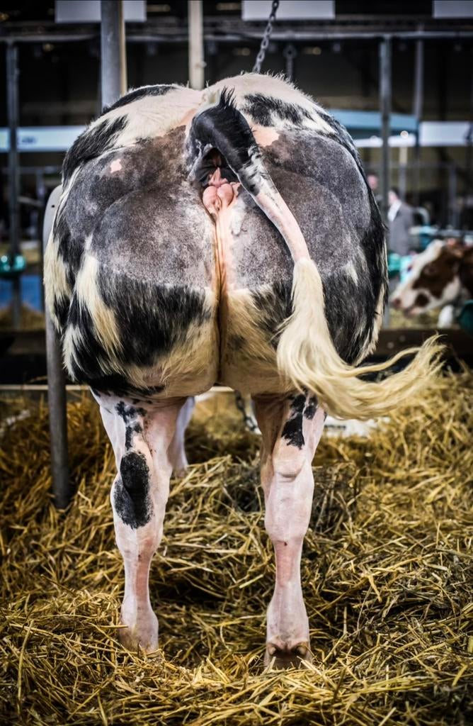 Doorlopend gevraagd: Luxe Vleesvee, Dieren en Toebehoren, Runderen, Meerdere dieren