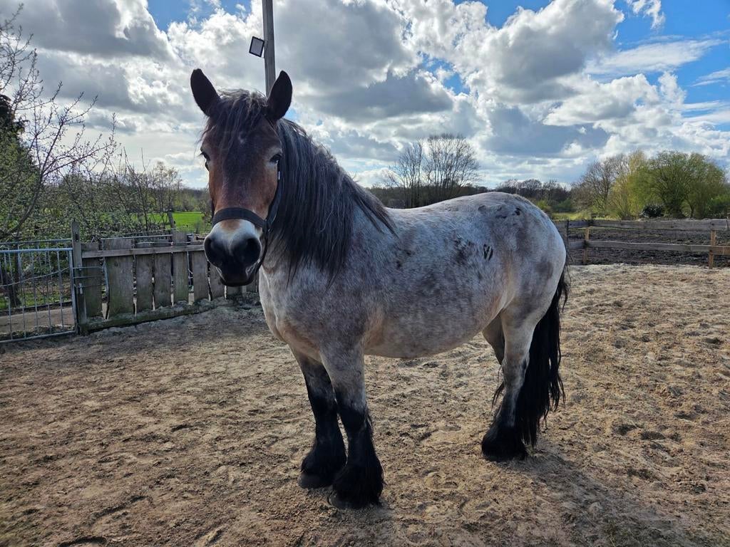 Belgisch trekpaard merrie, Dieren en Toebehoren, Paarden, Merrie, 11 jaar of ouder, Recreatiepaard