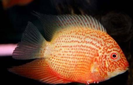 Zuid Amerikaanse Cichliden: Heros gold Red Spotted, Vis, Zoetwatervis