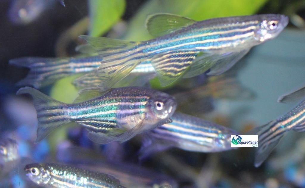 Zebra Danio "Longifin", Vis, Zoetwatervis, Schoolvis
