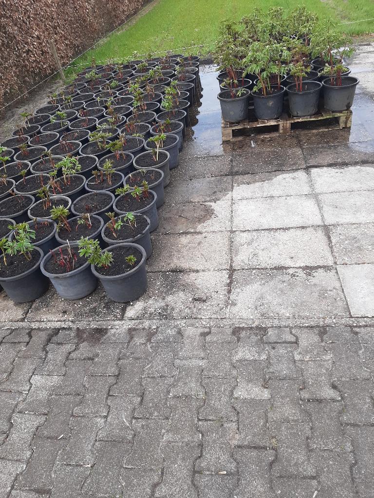 pioen op pot, Volle zon, Vaste plant, Lente, Ophalen