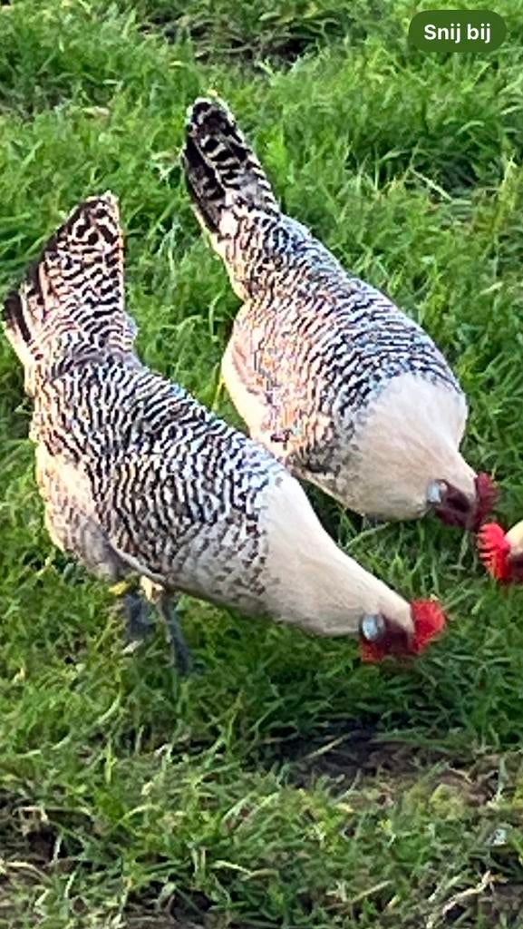 Broedeieren Friese kippen Zilvergepeld, Dieren en Toebehoren, Pluimvee, Geslacht onbekend, Kip