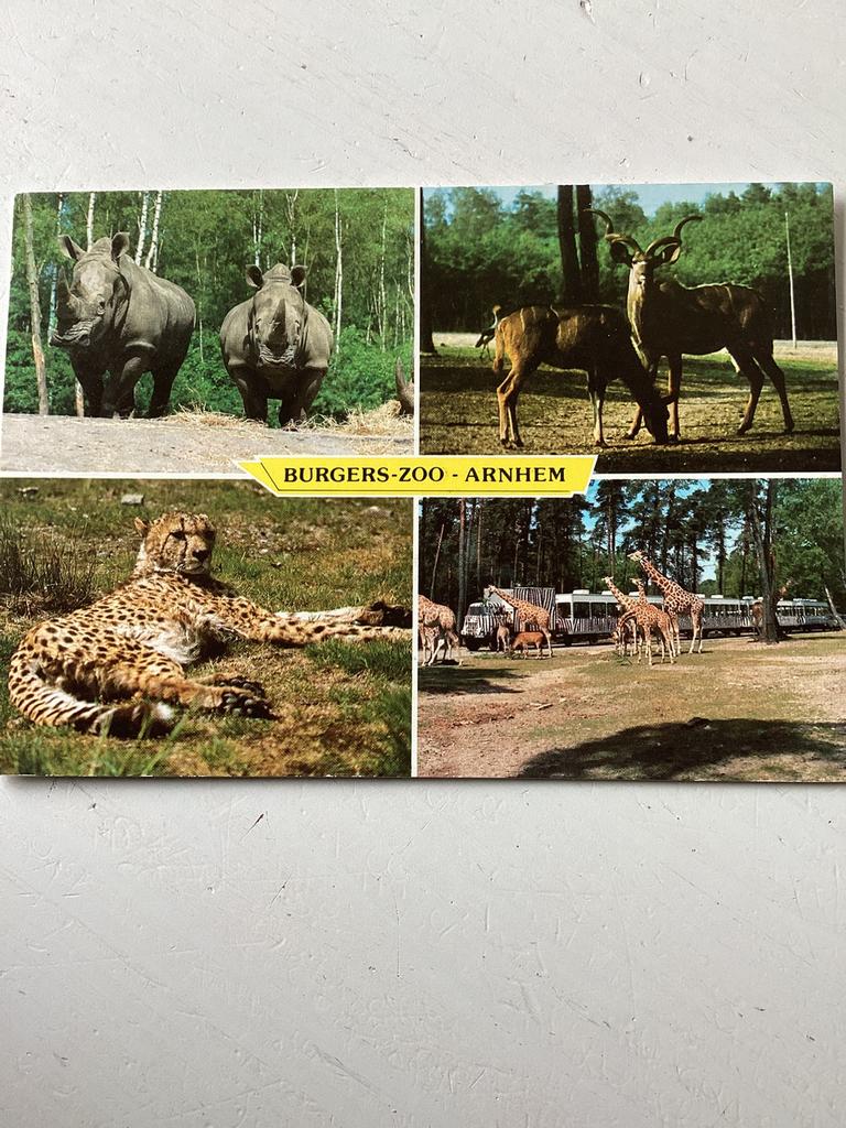 Ansichtkaart Burgers Zoo Arnhem, Verzenden, Gelopen, Gelderland