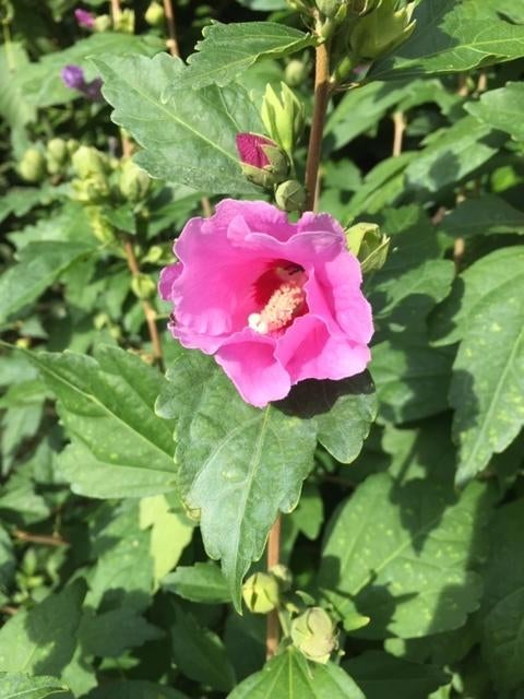 Altheastruik,  Hibiscus syriacus vaste plant struik, Ophalen of Verzenden, Overige soorten, Struik, 100 tot 250 cm