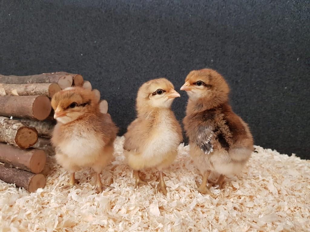 bielefelder kriel kippenkuikens | Gesekst en Ingeënt, Vrouwelijk, Kip