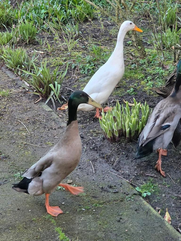 Indische loopeenden, Mannelijk, Eend