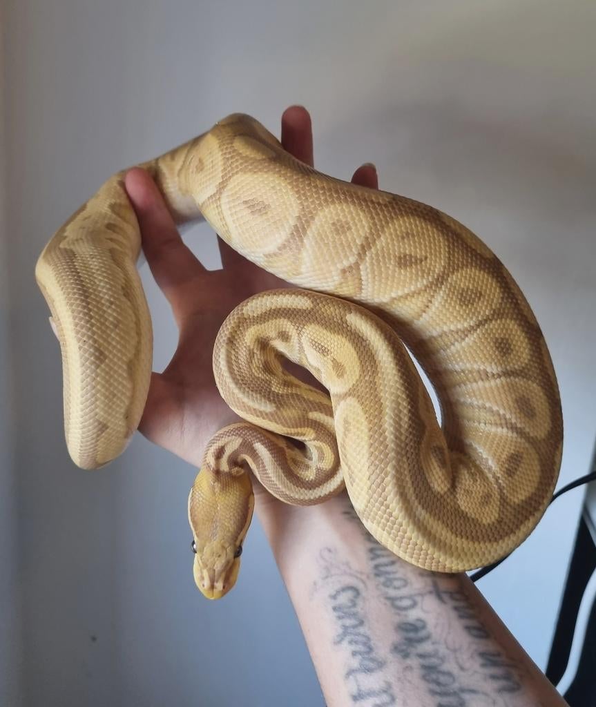 0.1 banana black pastel od special 66% clown koningspython Green Tree Python - female for sale from Rocking Reptiles