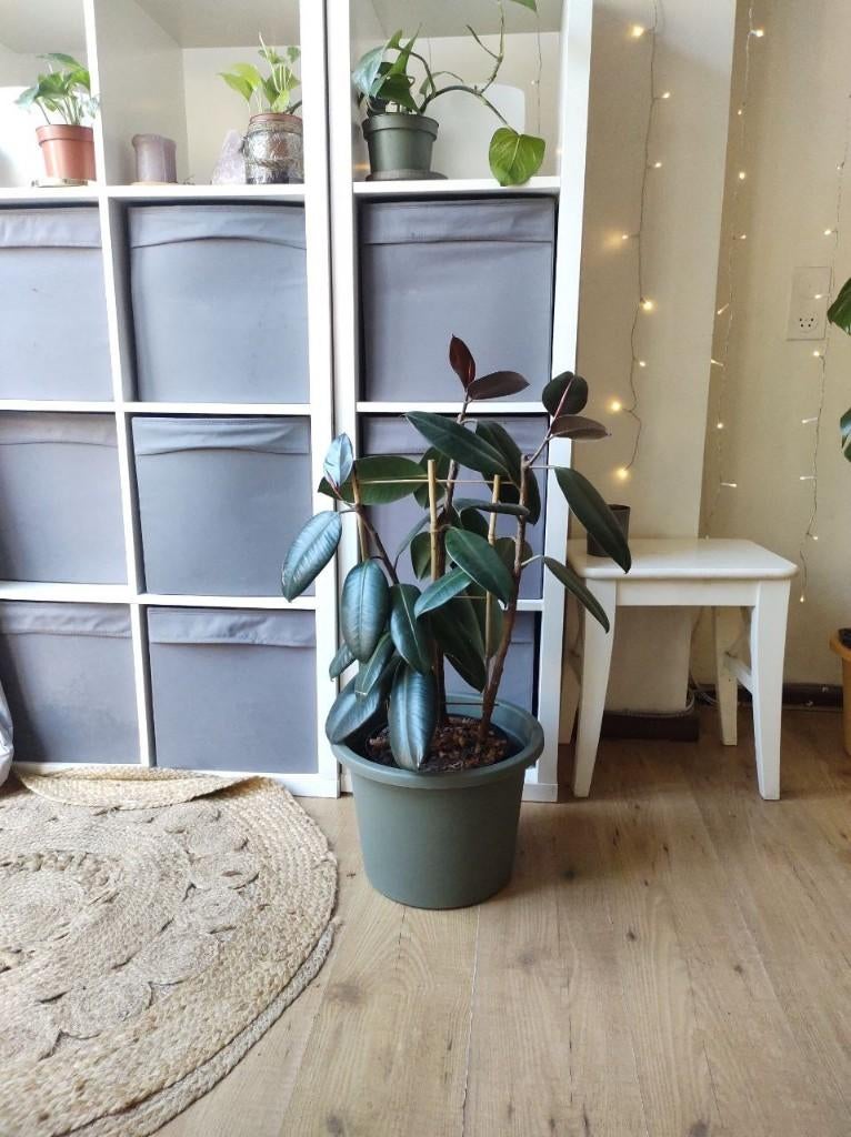 Rubberboom / 3 plants Ficus Elastica Abidjan in a pot, Ophalen, Ficus, Halfschaduw, In pot