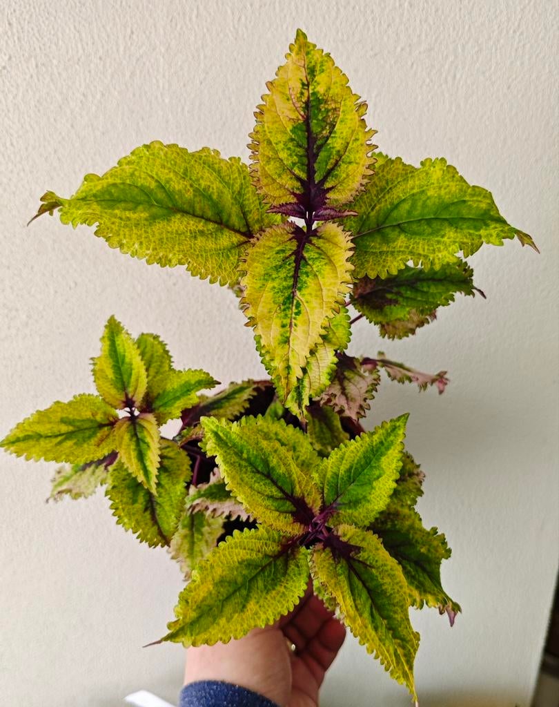 Bijzondere Coleus Siernetel plant, Ophalen, Overige soorten, Halfschaduw, In pot