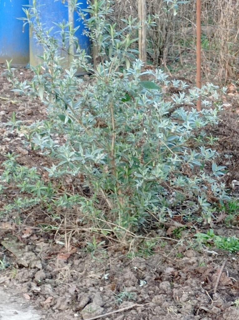 Biologische paarse vlinderstruik, Ophalen, Vlinderstruik, Struik, Minder dan 100 cm