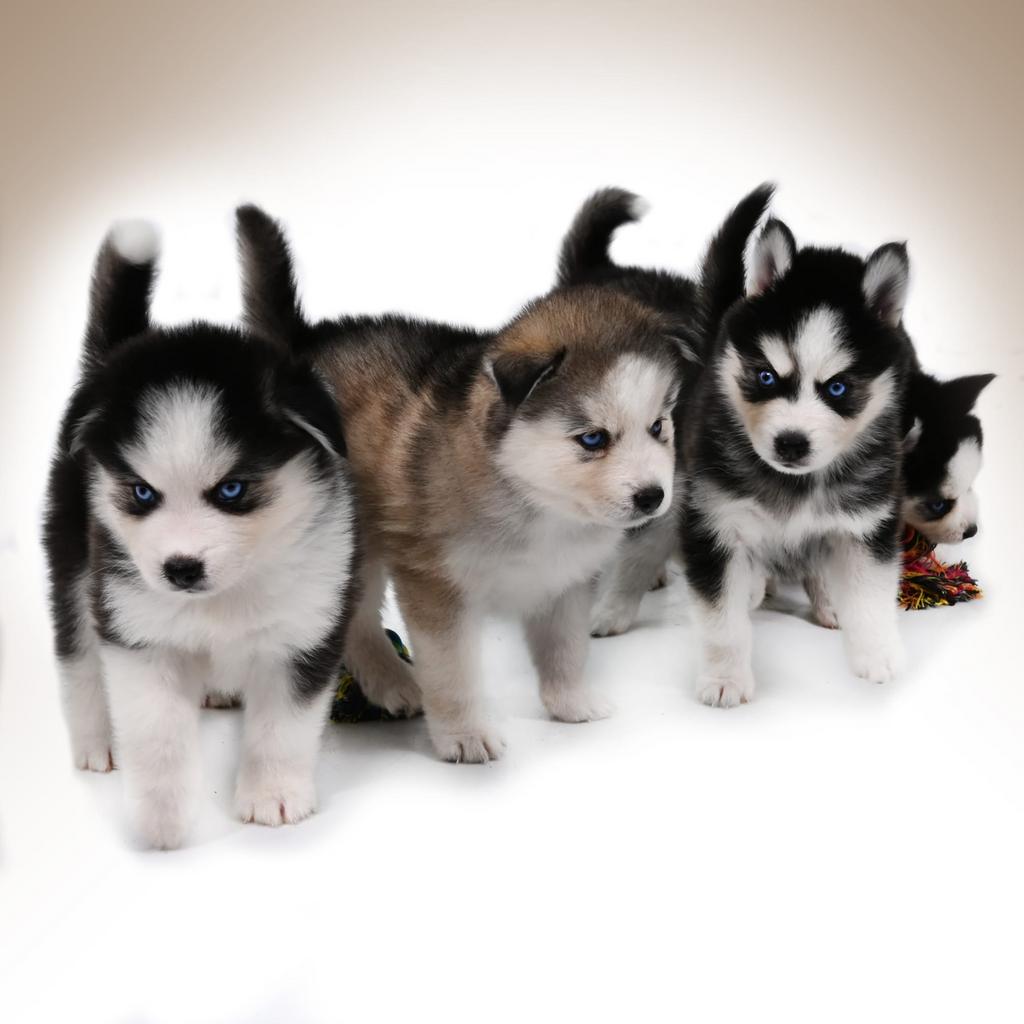 Gezonde Pomsky pups , mini Husky  Health Breeding Program, Parvo, Nederland, 8 tot 15 weken, Poolhond