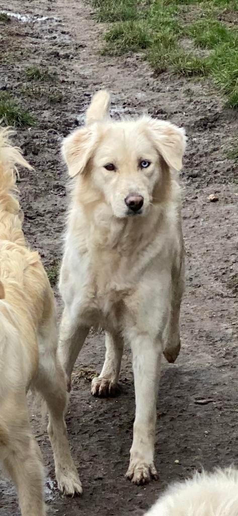 Goberian x golden retriever teef, Golden retriever, Teef, Eén hond, 3 tot 5 jaar