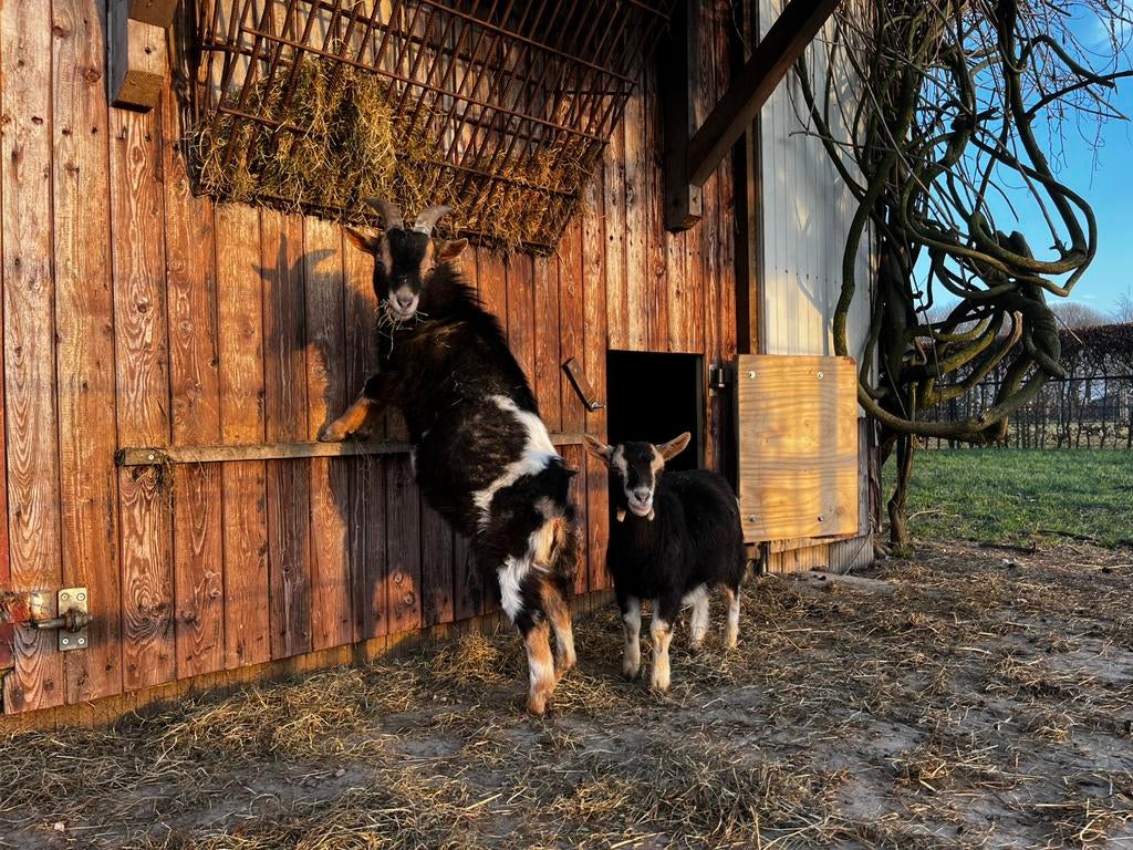 2 dwerggeitjes, Dieren en Toebehoren