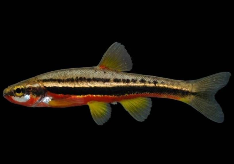 Roodbuik Elrits Phoxinus erythrogaster ca. 4-5 cm - Koidream, Overige soorten