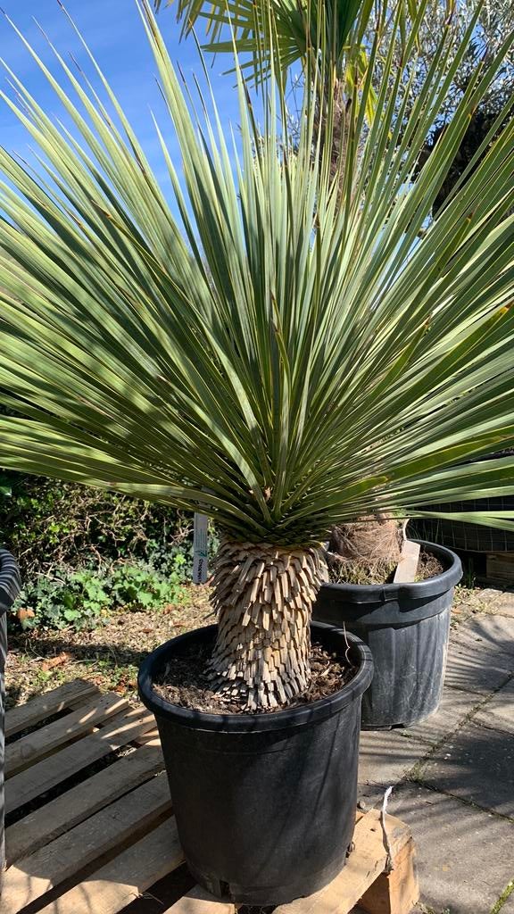 Yucca Rostrata 30cm stam 198€, Overige soorten, 100 tot 250 cm, Zomer, Ophalen