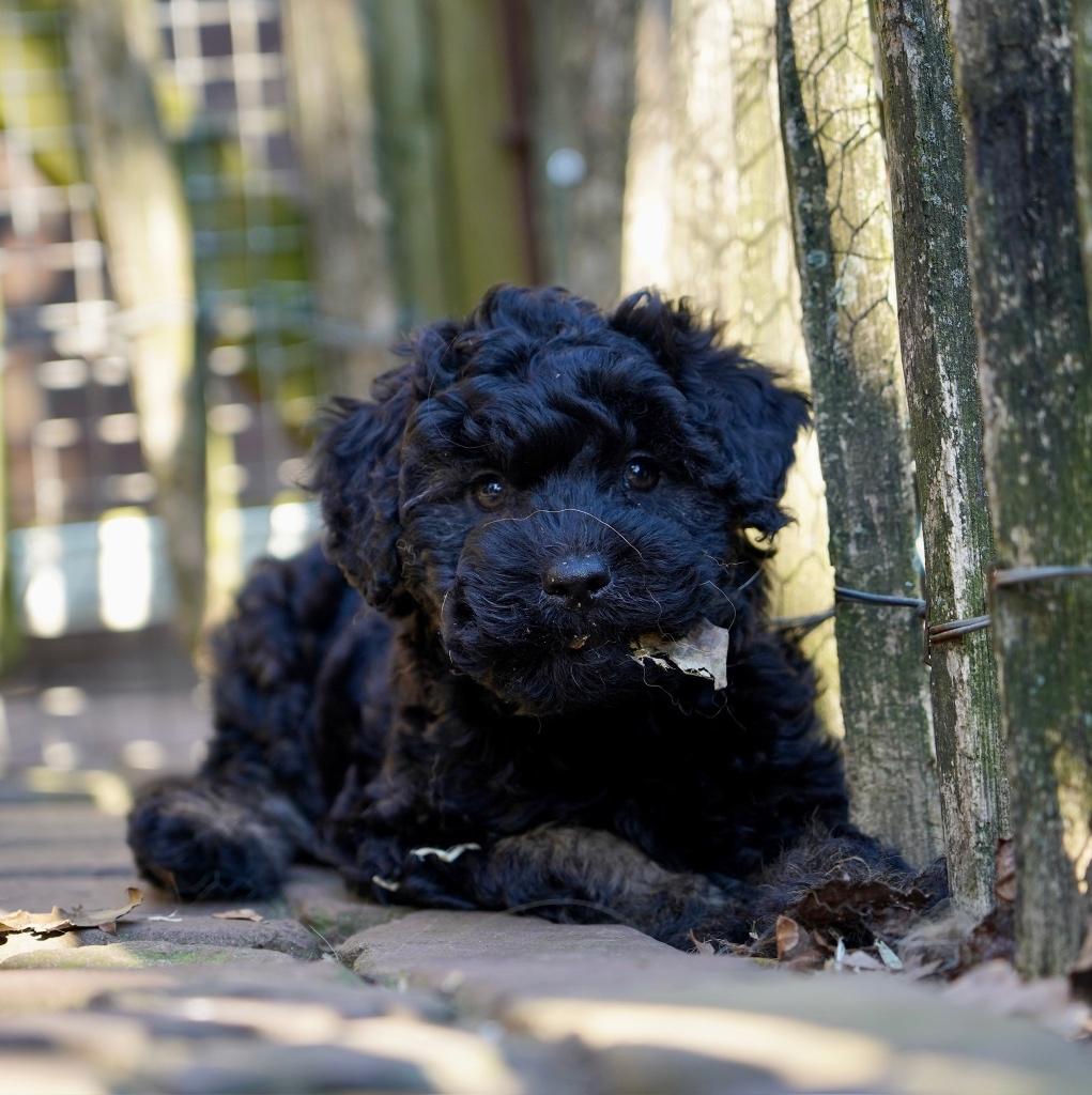 Boompoo pups | Boomer x Dwergpoedel, Poedel, Parvo, Nederland, 8 tot 15 weken