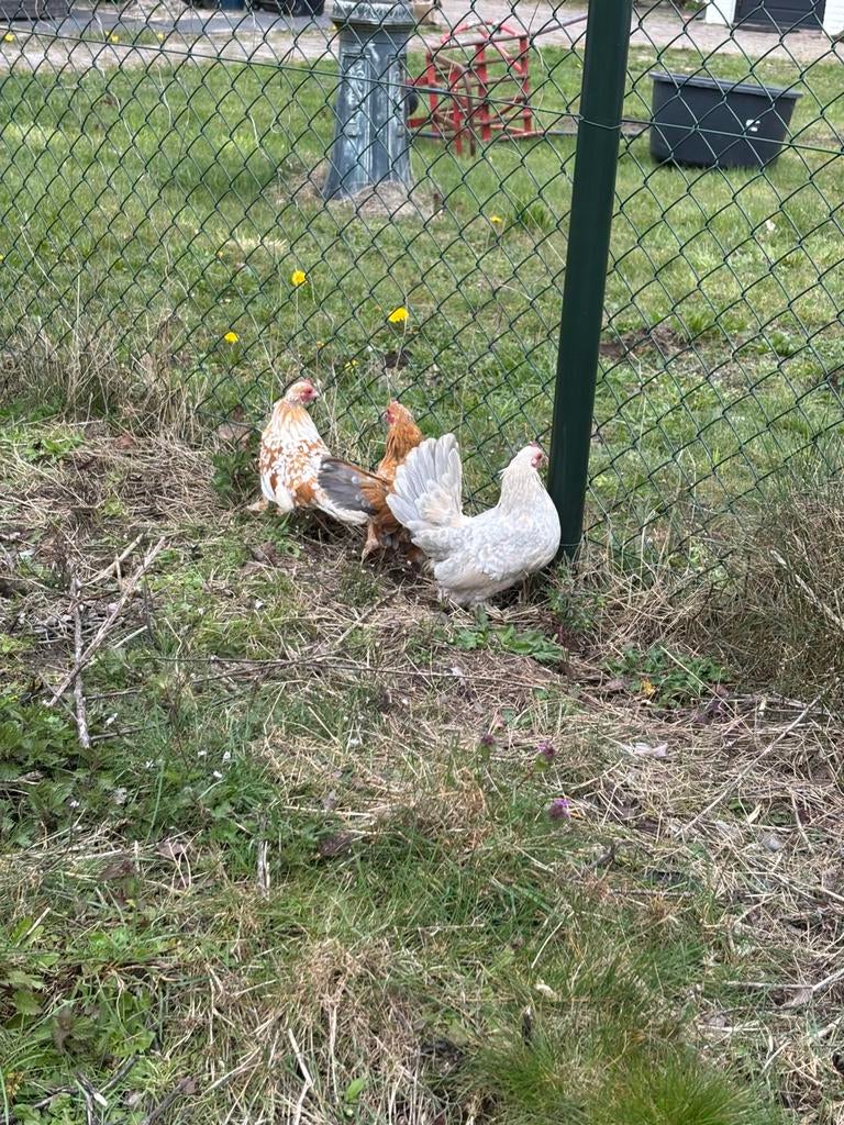 Hele mooie koppels sabelpoten, Dieren en Toebehoren, Meerdere dieren, Kip