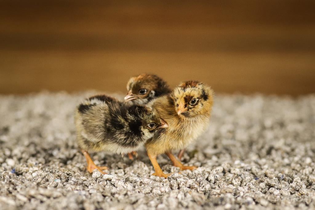 Barnevelder kriel kippenkuikens | Gesekst en Ingeënt, Vrouwelijk, Kip
