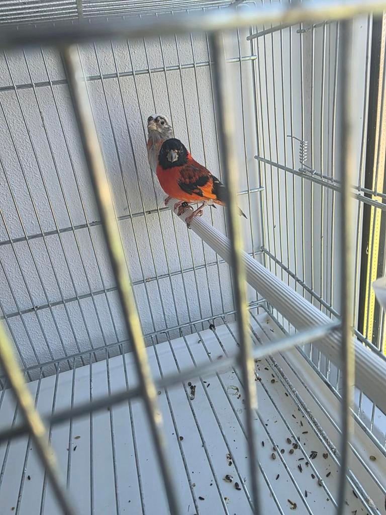 Kapoetsensijs koppel, Dieren en Toebehoren, Vogels | Overige Vogels, Meerdere dieren, Tropenvogel, Geringd