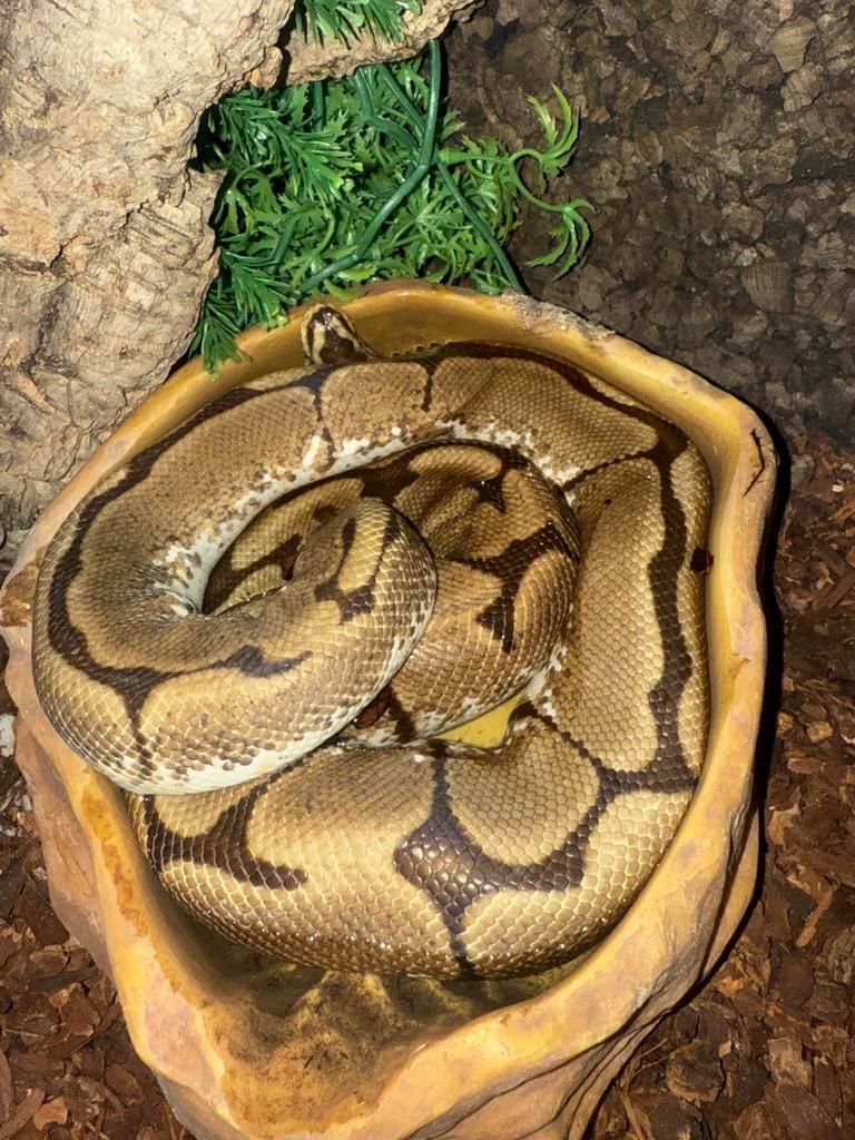 Henry de Ball python + Terrarium + toebehoren Ball Python - male for sale from Zoëy