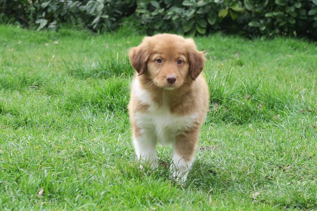 Schotse Collie ( Lassie ) x Toller Retriever pups, Parvo, Nederland, Overige rassen, 8 tot 15 weken