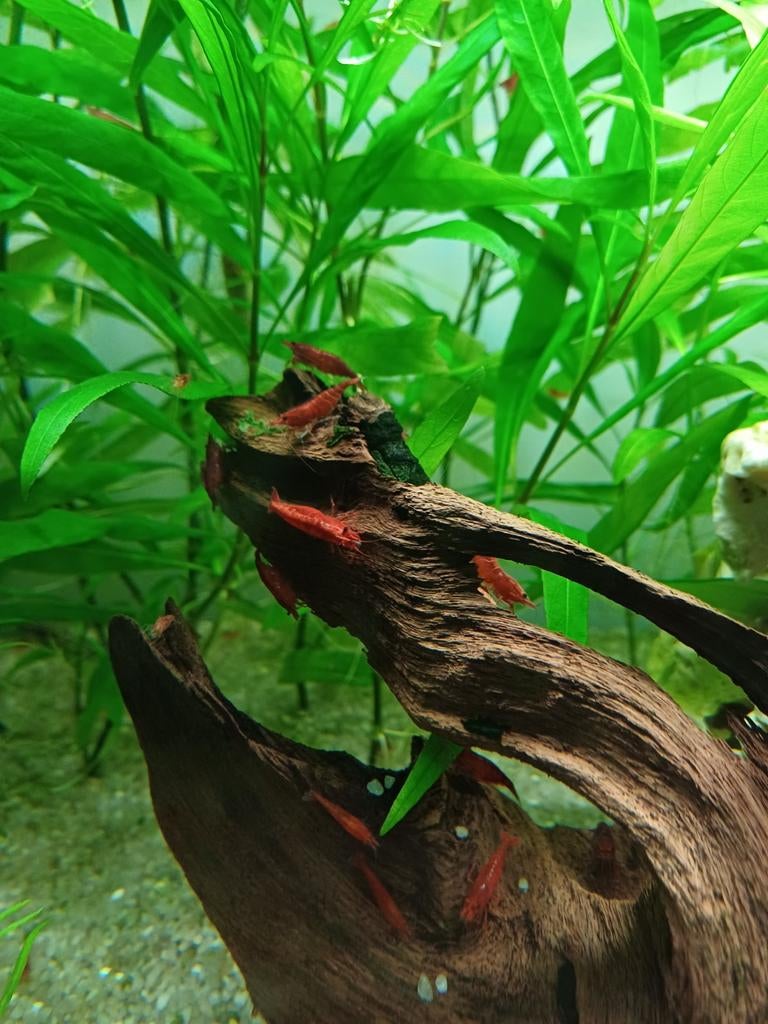 Vuurgarnalen, Dieren en Toebehoren, Vissen | Aquariumvissen, Kreeft, Krab of Garnaal