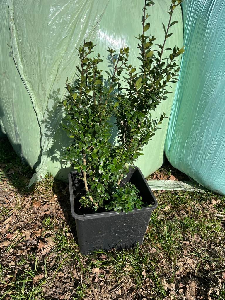 Buxus/ Ilex Crenata plant- Ideaal voor haag of solitair, Vaste plant, Bloeit niet, Halfschaduw, Ophalen
