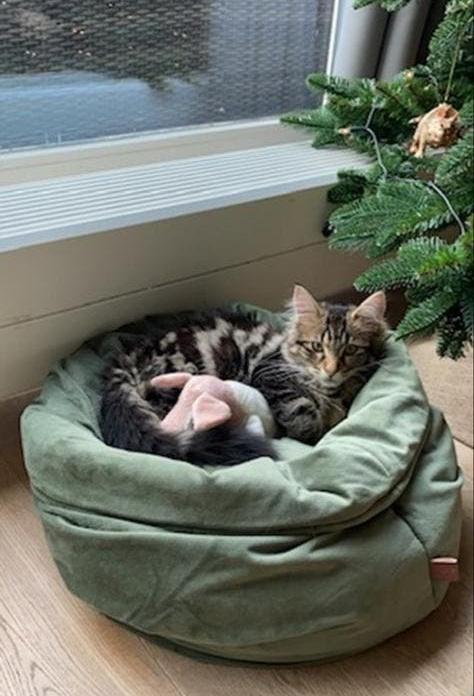 Prachtige kattenmand groen velvet designed by Lotte, Ophalen of Verzenden, Zo goed als nieuw