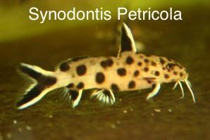 Synodontis Petricola dwarf 4-5 cm, Vis