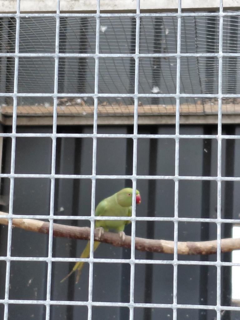 Opaline halsbandparkiet wegens niet nakomen afspraak, Dieren en Toebehoren, Vogels | Parkieten en Papegaaien, Mannelijk, Parkiet