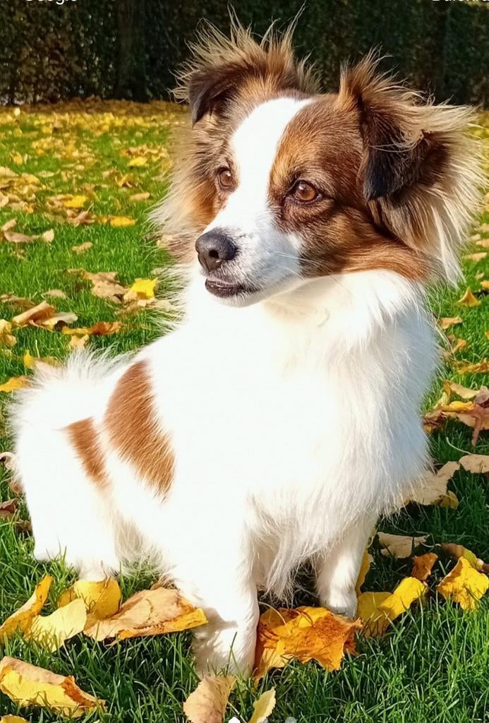 Aangeboden: dekreu (kruising vlinderhondje/chihuahua), Dieren en Toebehoren, Rabiës (hondsdolheid), Reu, Eén hond, 3 tot 5 jaar