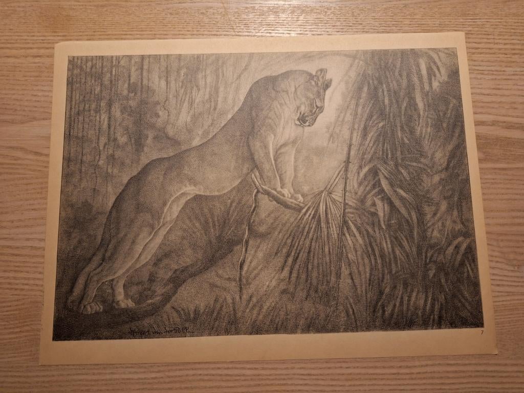 Litho van Herbert van der Poll, Antiek en Kunst, Ophalen of Verzenden