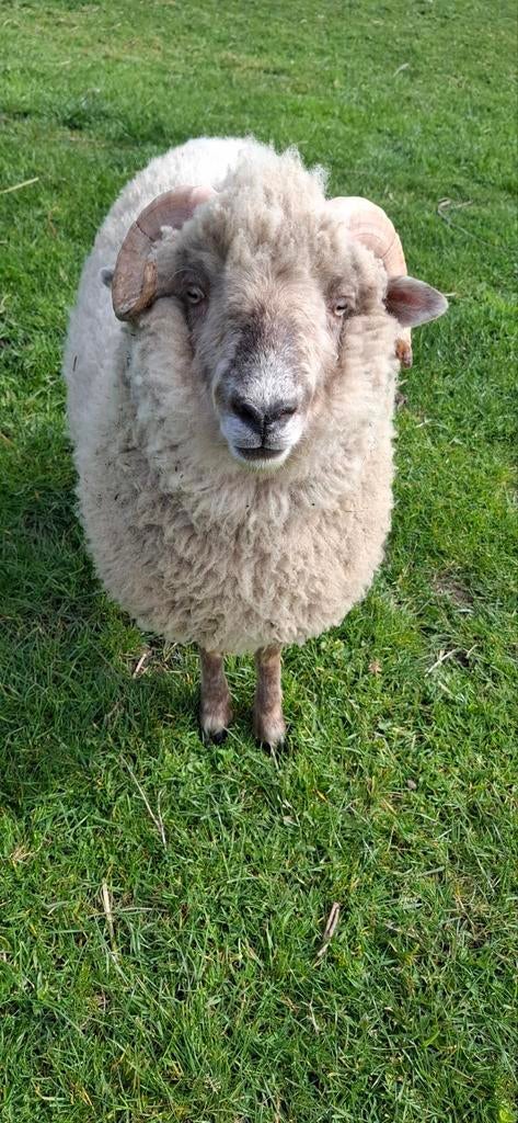 Ramschaap, Dieren en Toebehoren, Schapen, Geiten en Varkens, Mannelijk, Schaap
