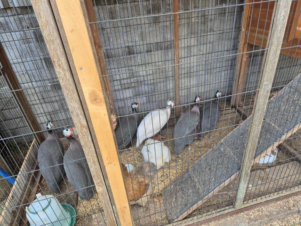 Parelhoenders te koop, Dieren en Toebehoren, Pluimvee