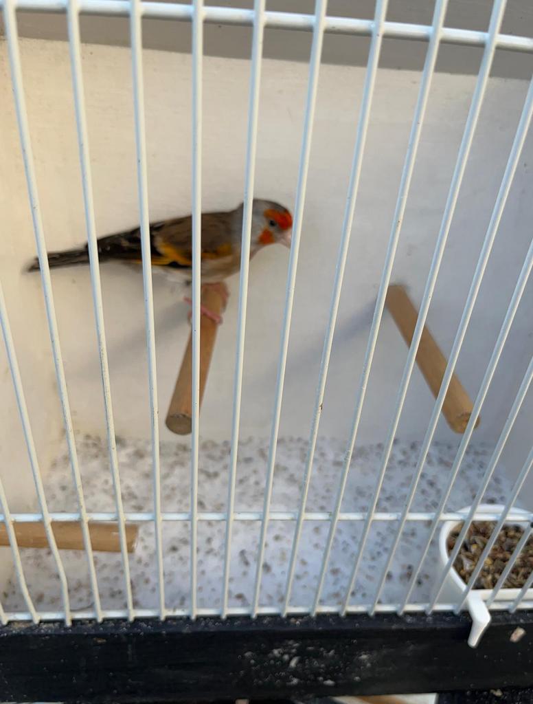 Majoorputter Bastaard Harlekijn (Met & Zonder Kuif) – 90 Pnt, Dieren en Toebehoren, Vogels | Kanaries, Meerdere dieren