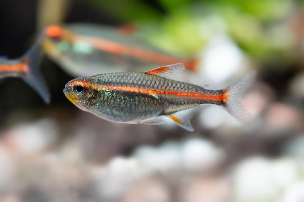 Vuurneons te koop, Vis, Zoetwatervis, Schoolvis