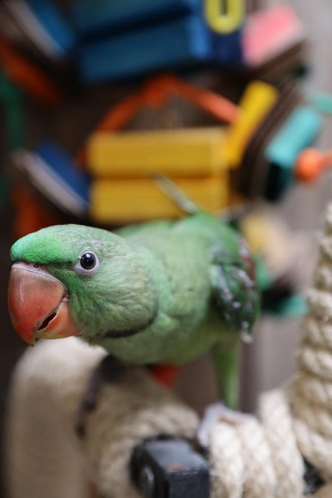 Jonge Alexander Parkiet | Handtam | Rustig, Dieren en Toebehoren, Vogels | Parkieten en Papegaaien, Meerdere dieren, Parkiet, Pratend