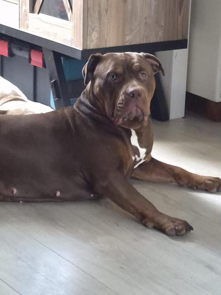 Bully XL teefje, Parvo, 1 tot 2 jaar, Teef, Bulldog