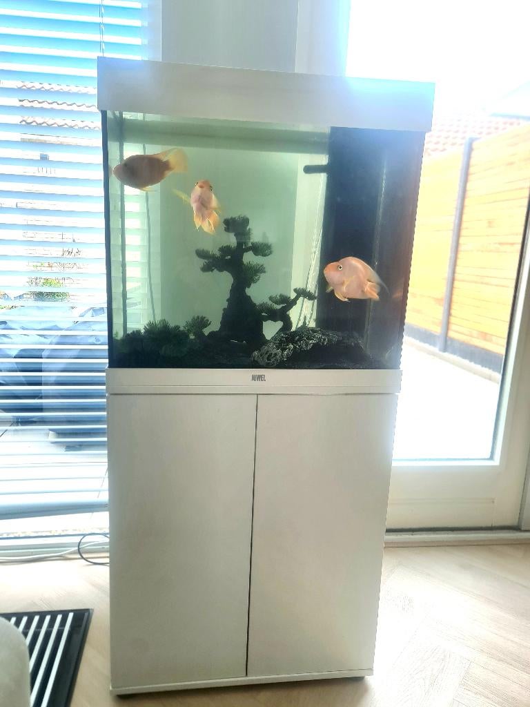 Aquarium JUWEL 120 LIDO wit compleet, Ophalen, Overige typen, Zo goed als nieuw, Inclusief vissen