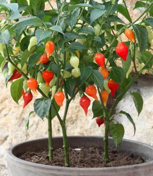 Peperplanten Madame Jeanette, Bequinho Red,  etc., Ophalen, Volle zon, Overige soorten