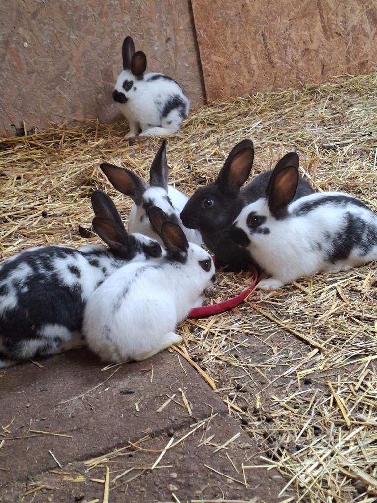 Jonge lotharingers, Dieren en Toebehoren, Konijnen, Mannelijk, Groot