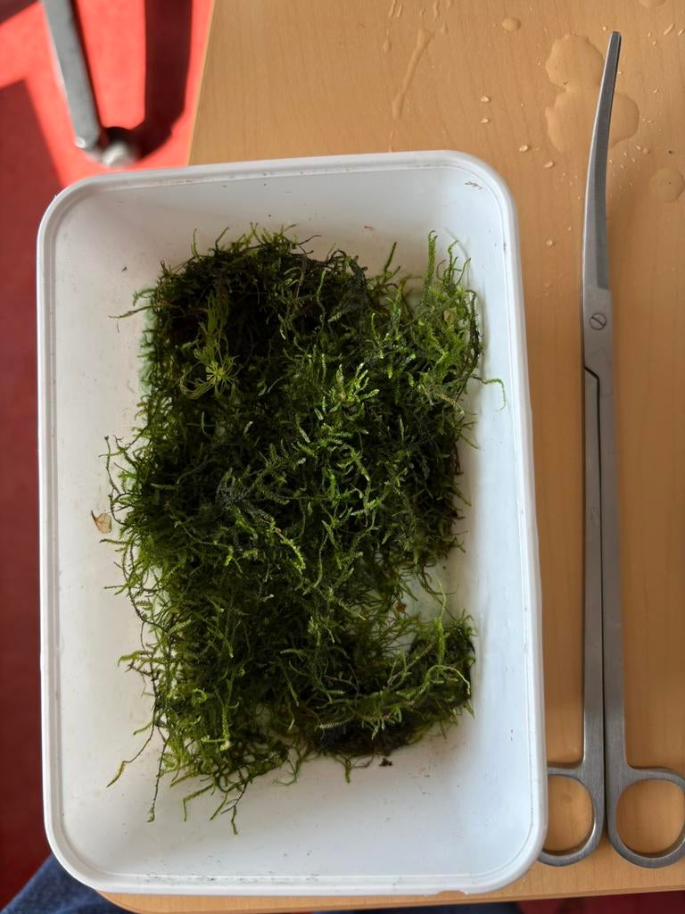 Javamos, Ophalen, Nieuw, Plant(en), Steen of Hout